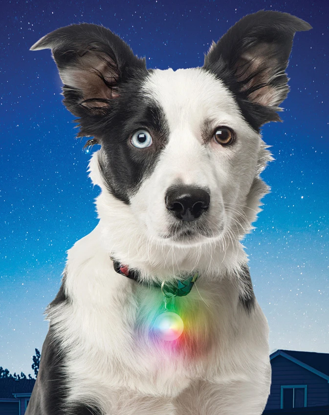 Nite Ize SpotLit Disc-O Collar Light, Nite Ize SpotLit Disc-O Collar Light for Sale, Nite Ize SpotLit Disc-O Collar Light